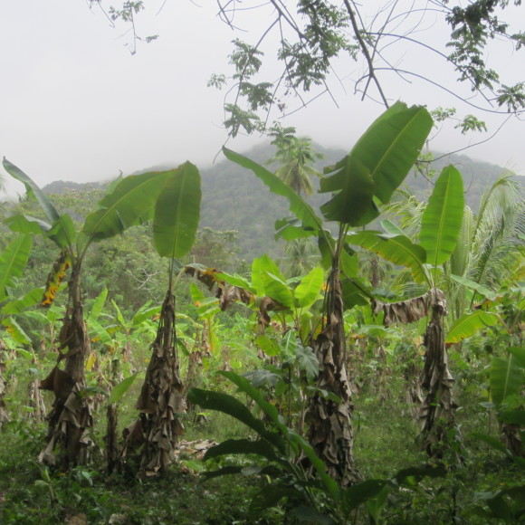 Where To Find The Best Food in Parque Tayrona